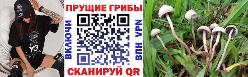 Псилоцибиновые грибы ЛСД  Сасово 